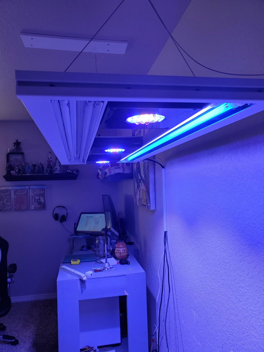 lights 2.jpg