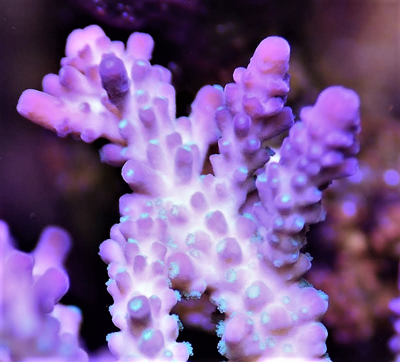 lilac green polyp 2 (2).png