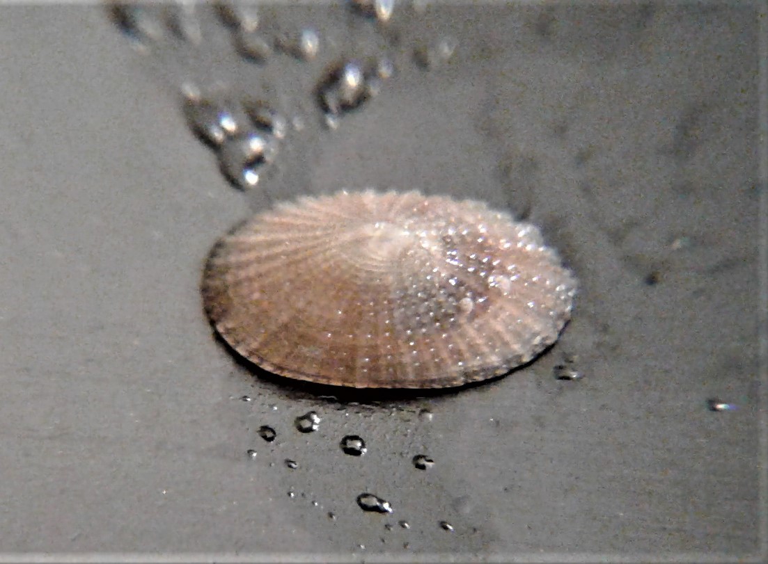 Limpet Top View_070421.jpg