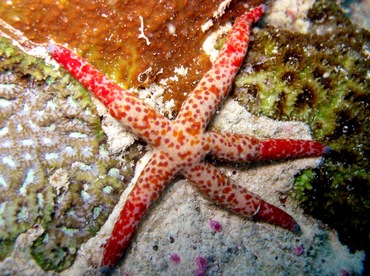 linckiaseastar3-1.jpg