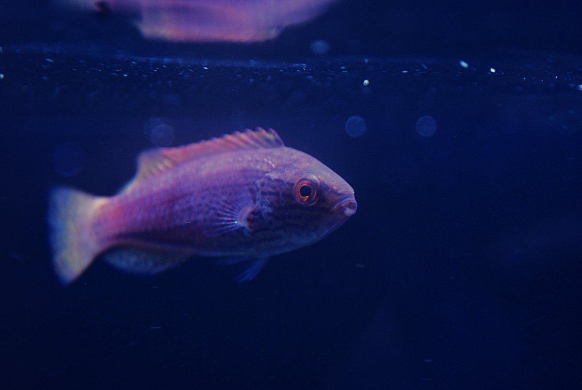 Lineatus Fairy (2).jpeg