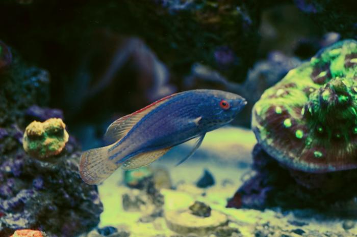lineatus.jpg