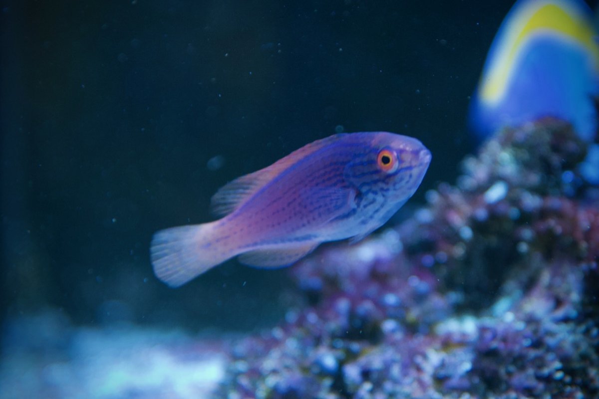 Lineatus.jpg