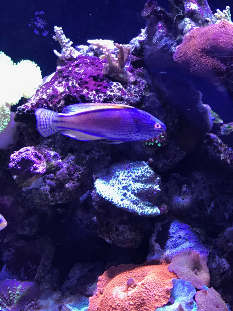 Lineatus.jpg