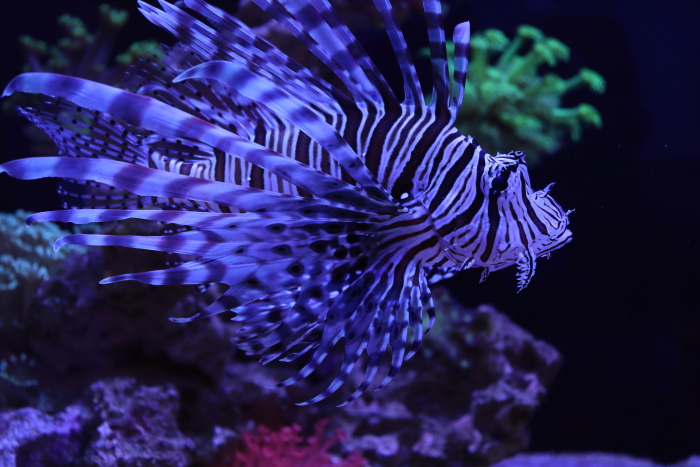 Lionfish.JPG
