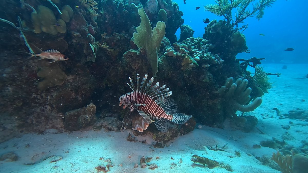 Lionfish Looking at Lunch Chain Wall_Dive 27 (10).jpeg