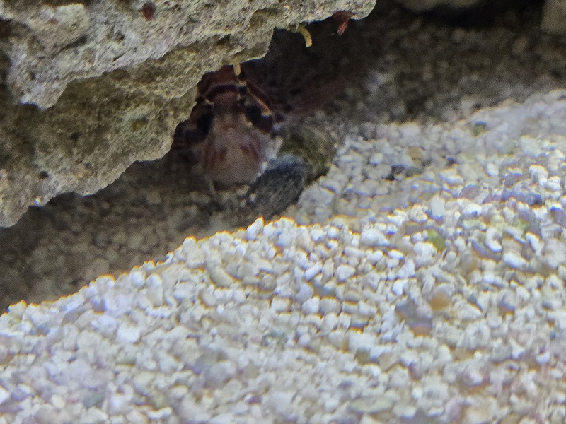 lionfish0.jpeg