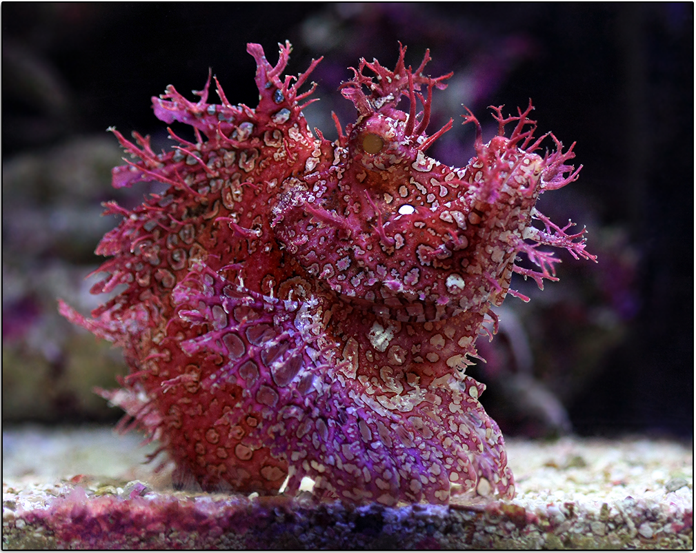 LionFishLair.png