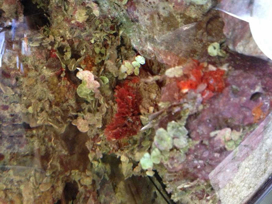 Live Rock with Red Sponges.jpg