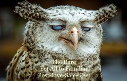 Live Sale Owl.jpg