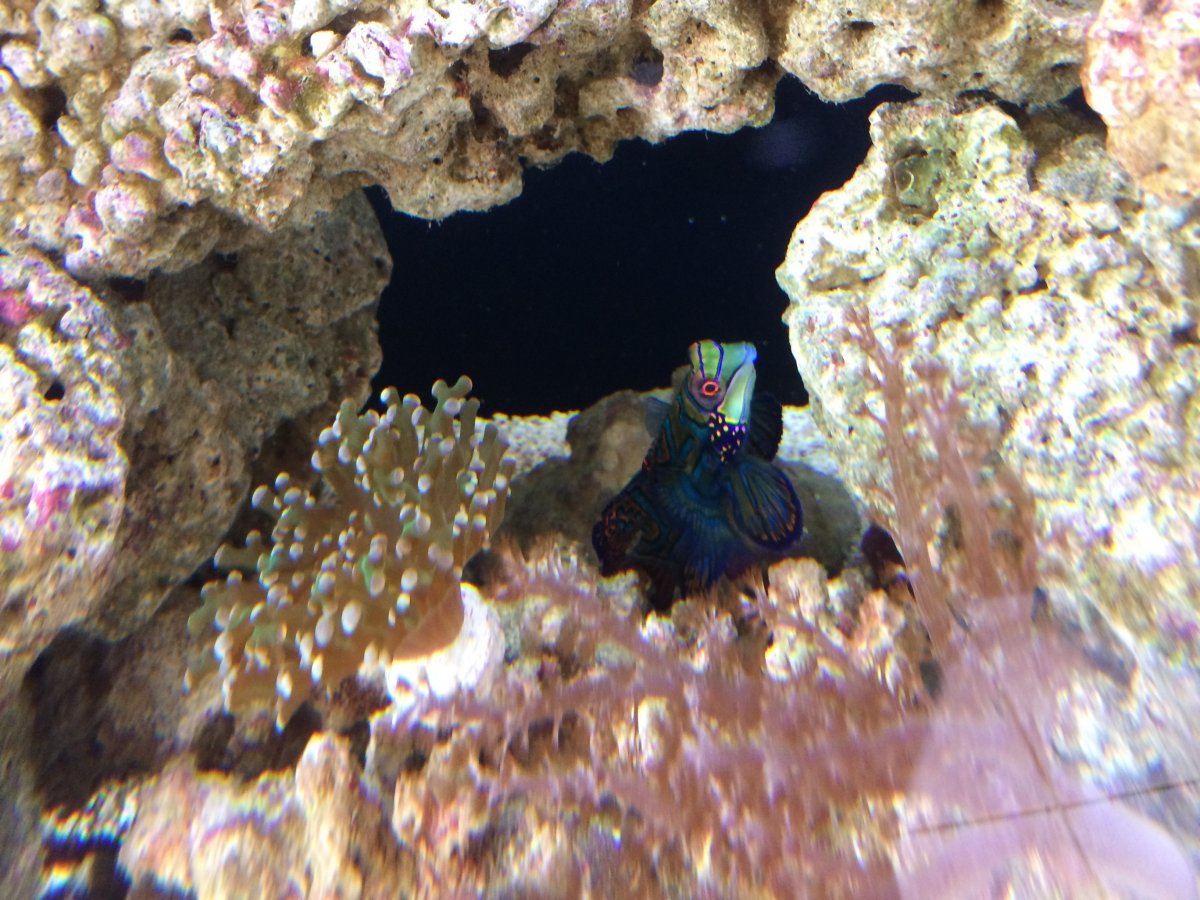 Lizer01 goby.jpg
