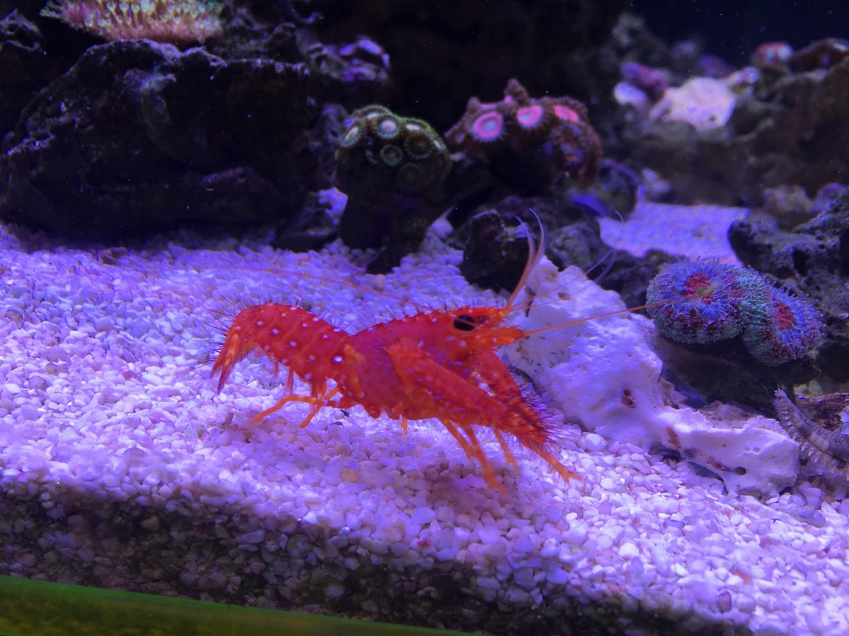 Lobster 4.jpg