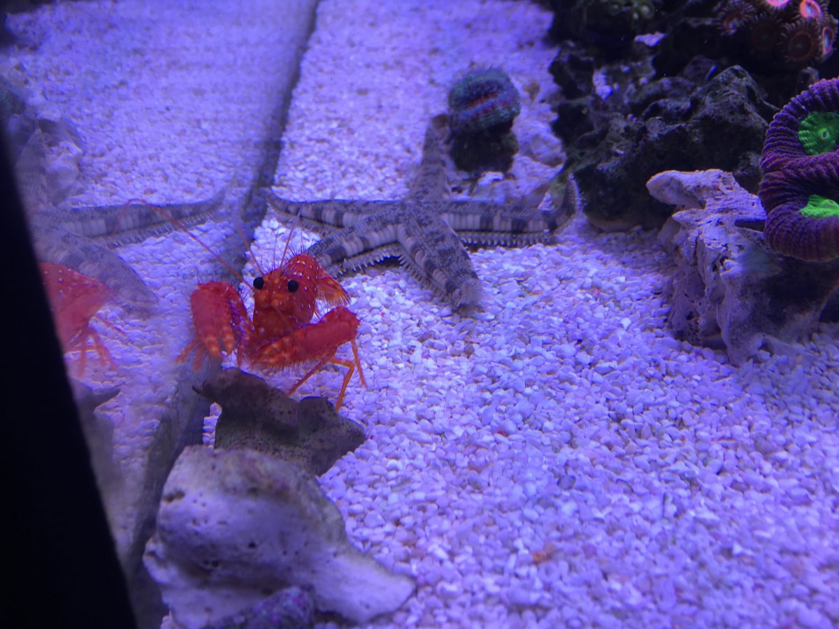 Lobster 6.jpg
