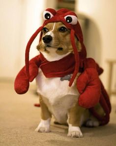 lobstercostume.jpg