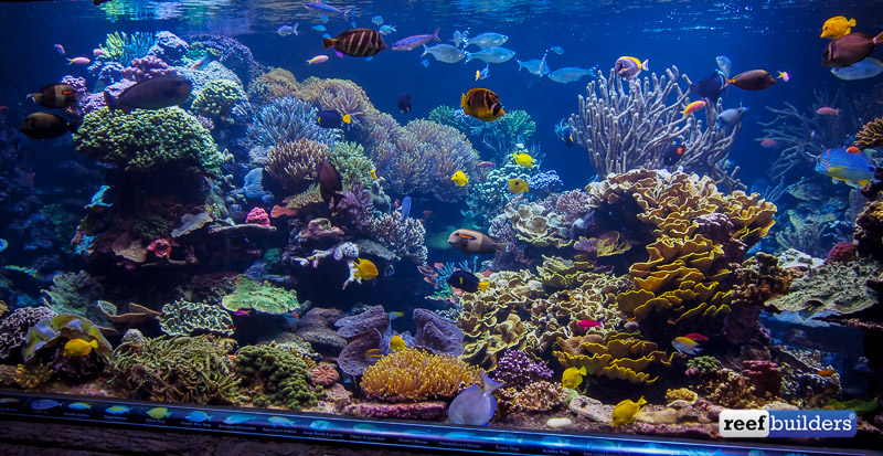long-island-aquarium-big-reef-left-side-3.jpg