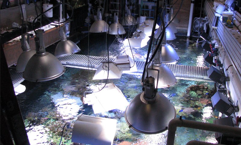 Long Island Aquarium halides.png