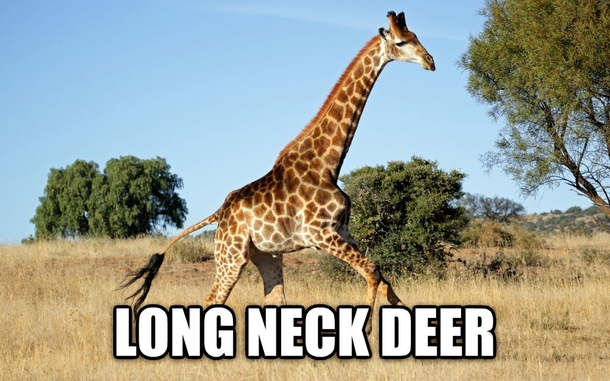 long neck deer.jpg