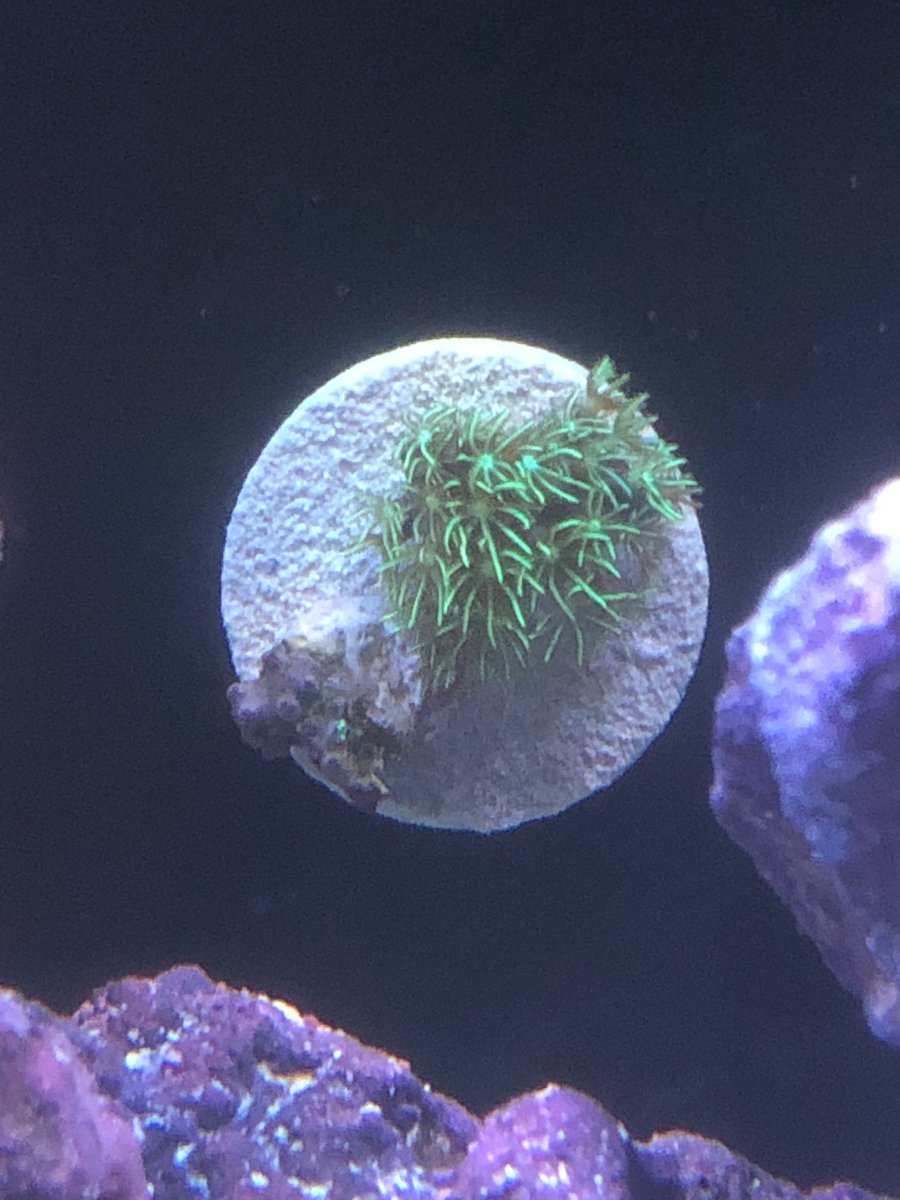long polyp gsp.jpg