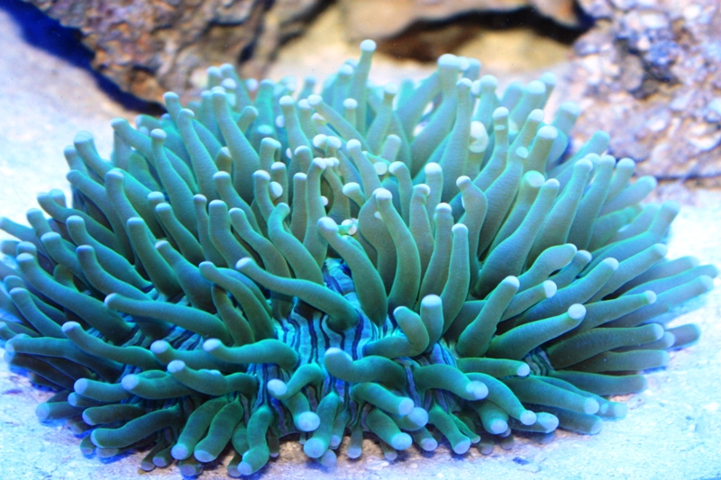 long tentacle plate coral.jpg