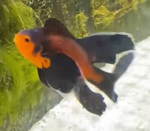 longfin spot.jpg