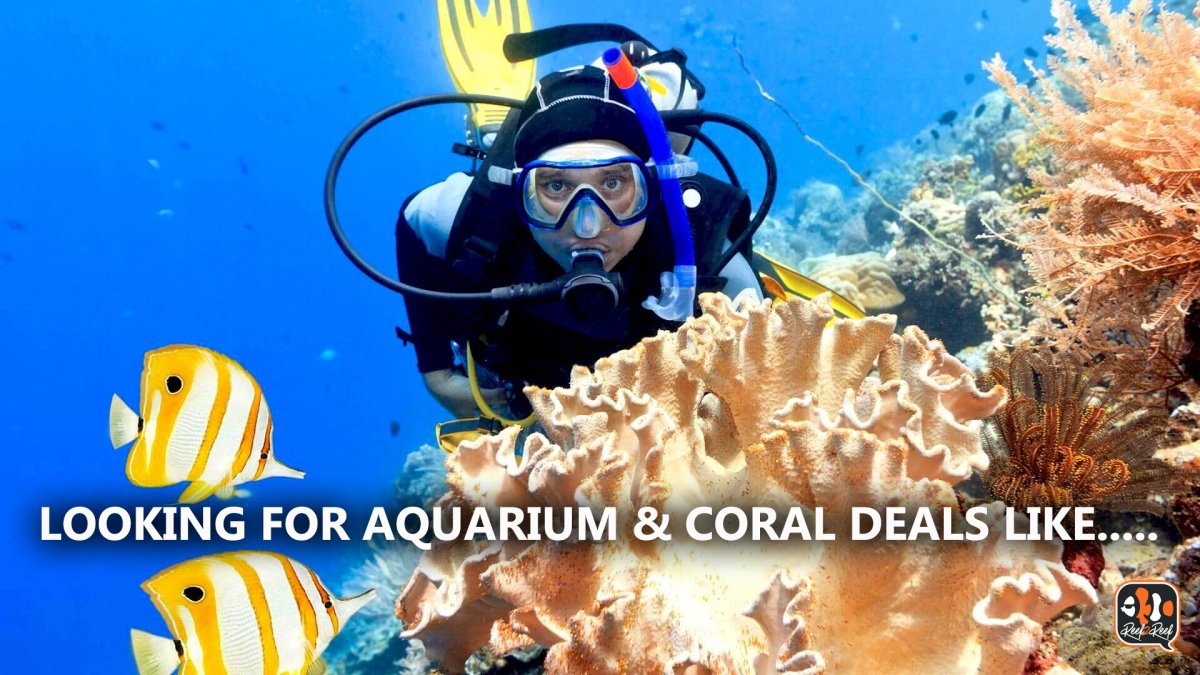lOOKING FOR CORAL DEALS.jpg