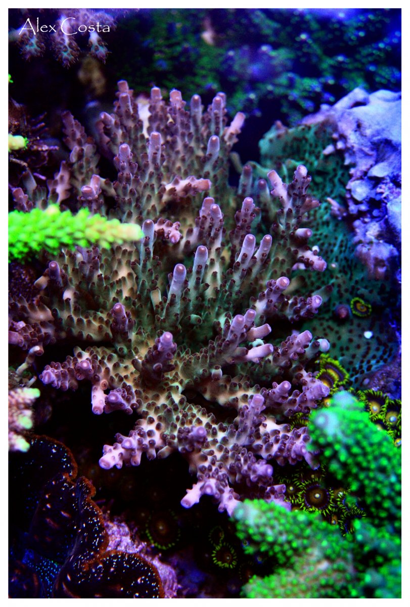loripes-pink3.jpg