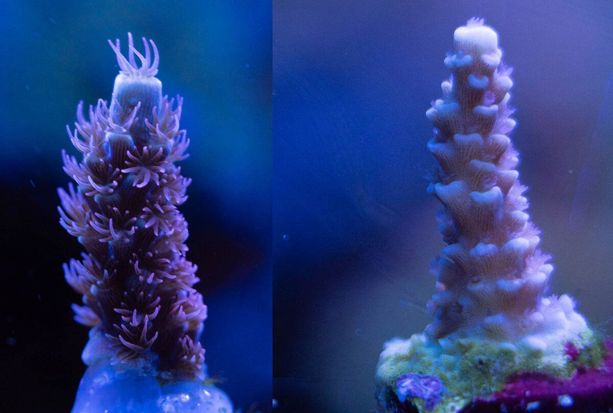 Lost polyps.jpg