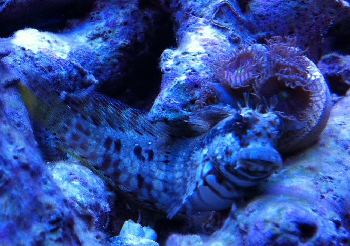 Jeweled Rockskipper (Jeweled Blenny, Lawnmower Blenny) / Salarias ...