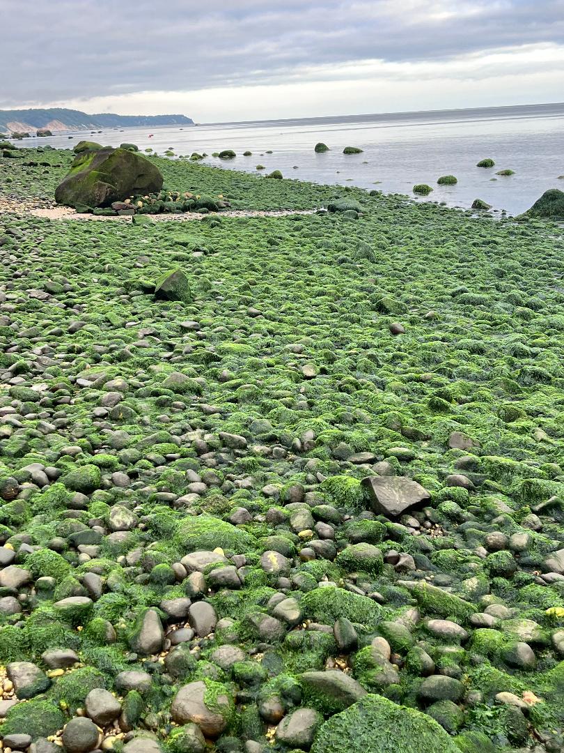 Low Tide.jpg