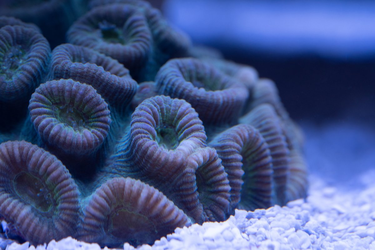 LPS Coral.jpg