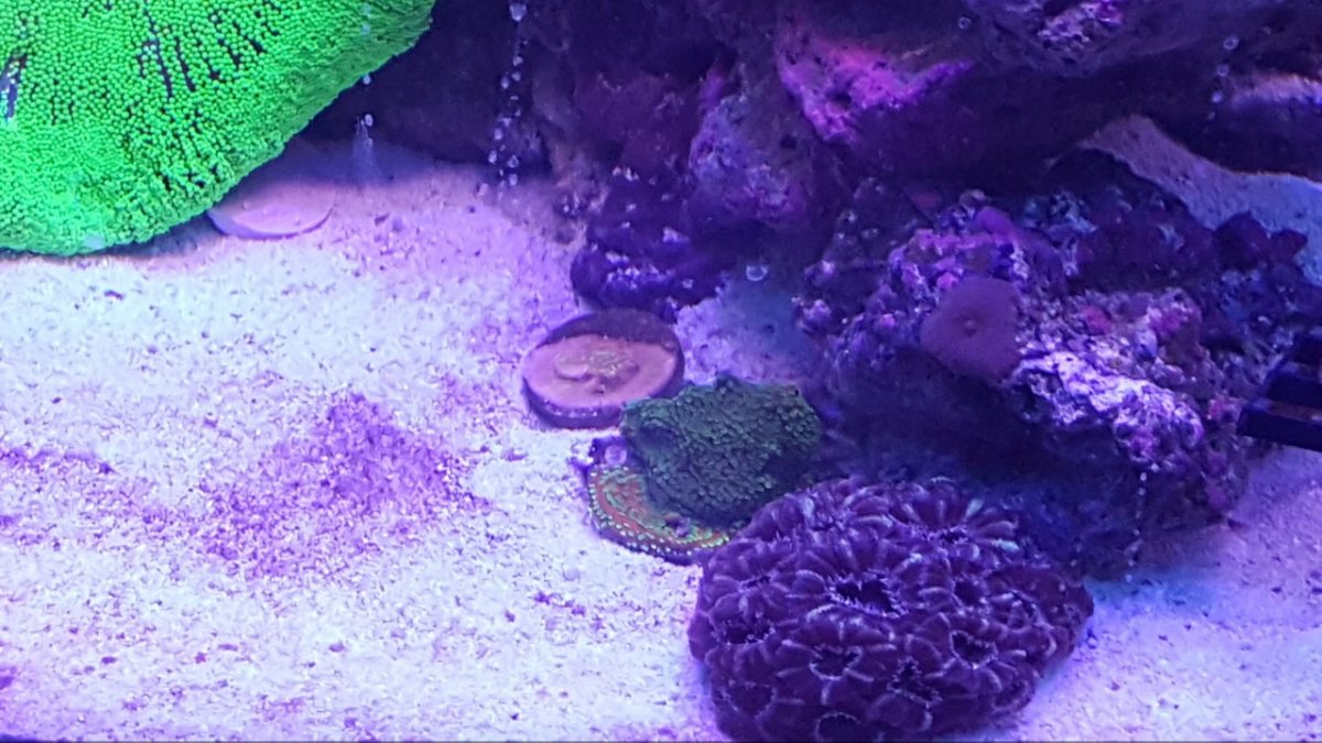 LPS pack | Reef2Reef