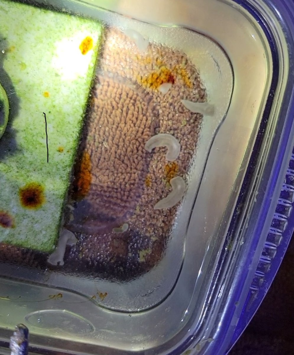 LPS_flatworm_2.jpg