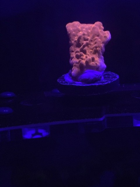 LRO Live Spring Sale - Corals 3 - 3.10.21.jpg