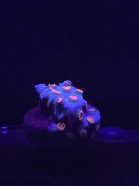 LRO Live Spring Sale - Corals 4 - 3.10.21.jpg