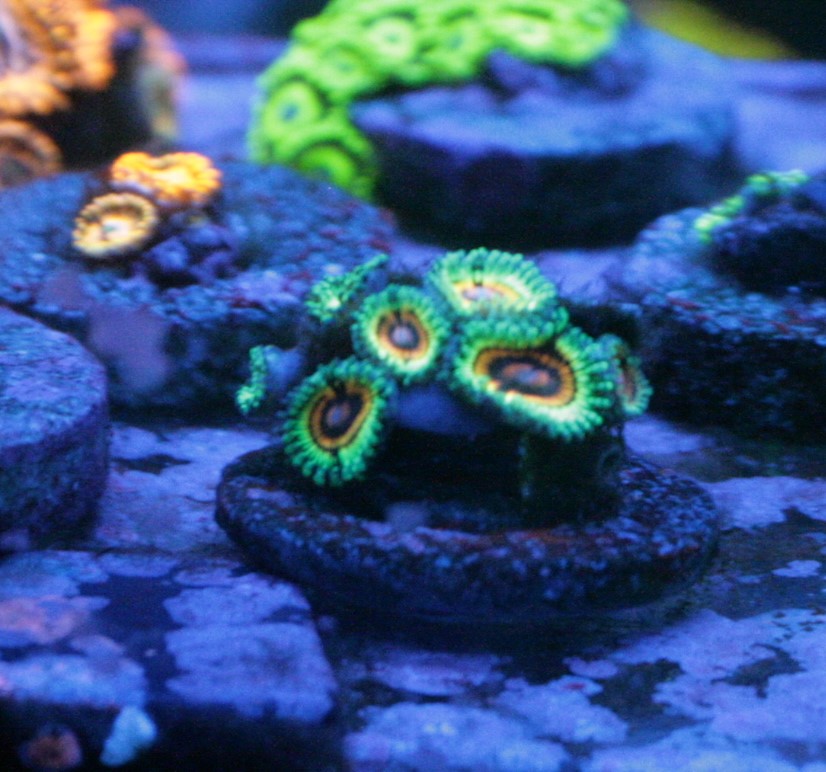 Illinois 6 Polyp Little Shop Of Horrors Reef2reef Saltwater And Reef Aquarium Forum