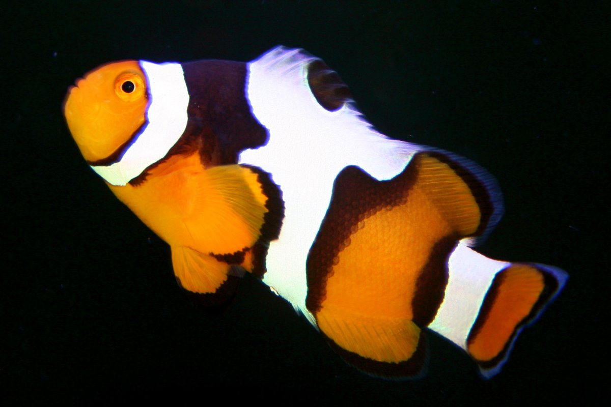 QUESTION OF THE DAY - Photo ID: How do you take a spontaneous fish ...