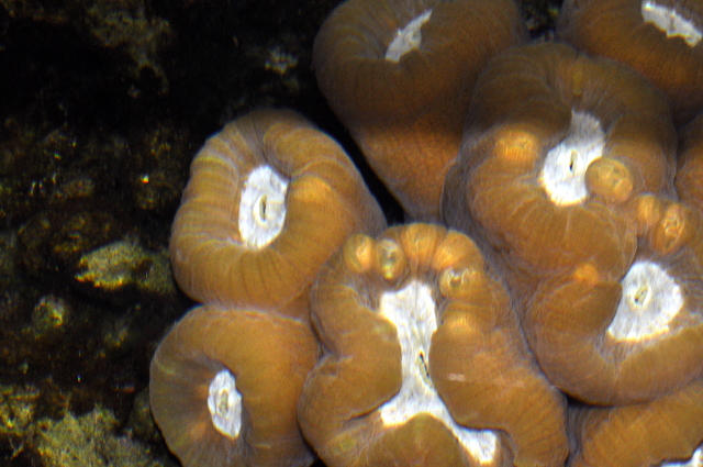 Lumps in candy cane coral.JPG