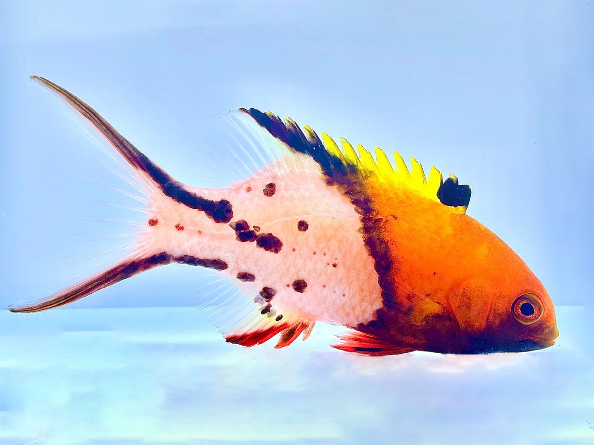 Lyretail Hogfish.jpg