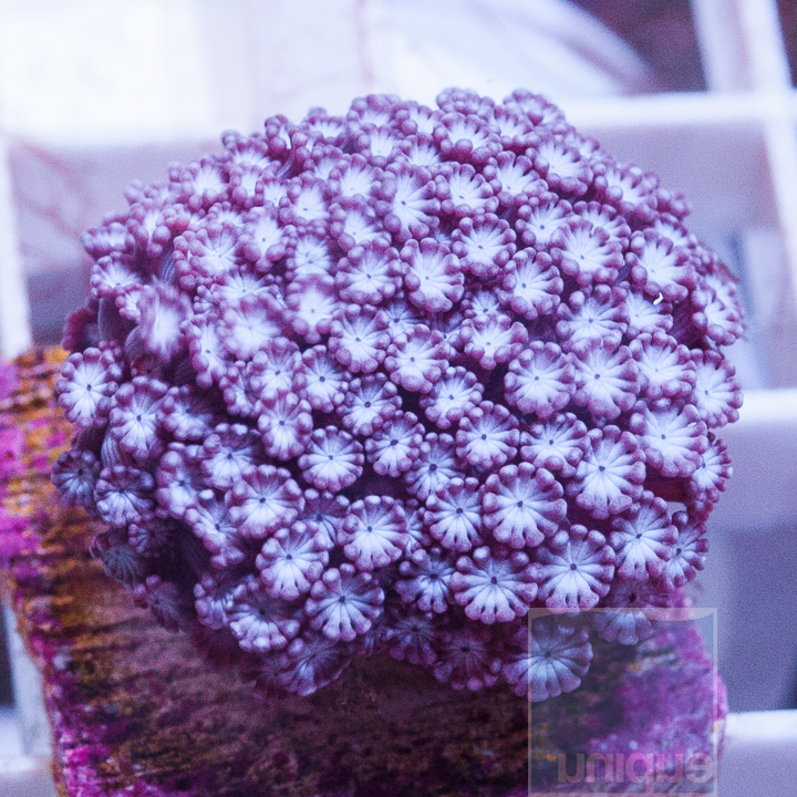M-purple-alveopora-20-39.jpg