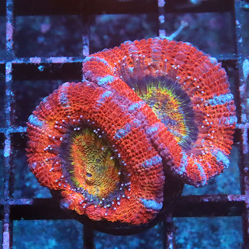 m1-ls-0415-71.jpg