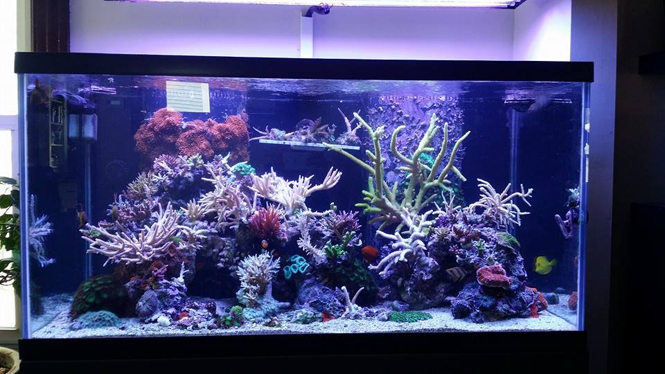 ma tank.jpg