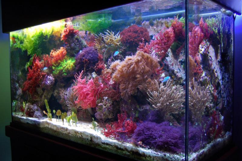 macroalgae-tank-2.jpg