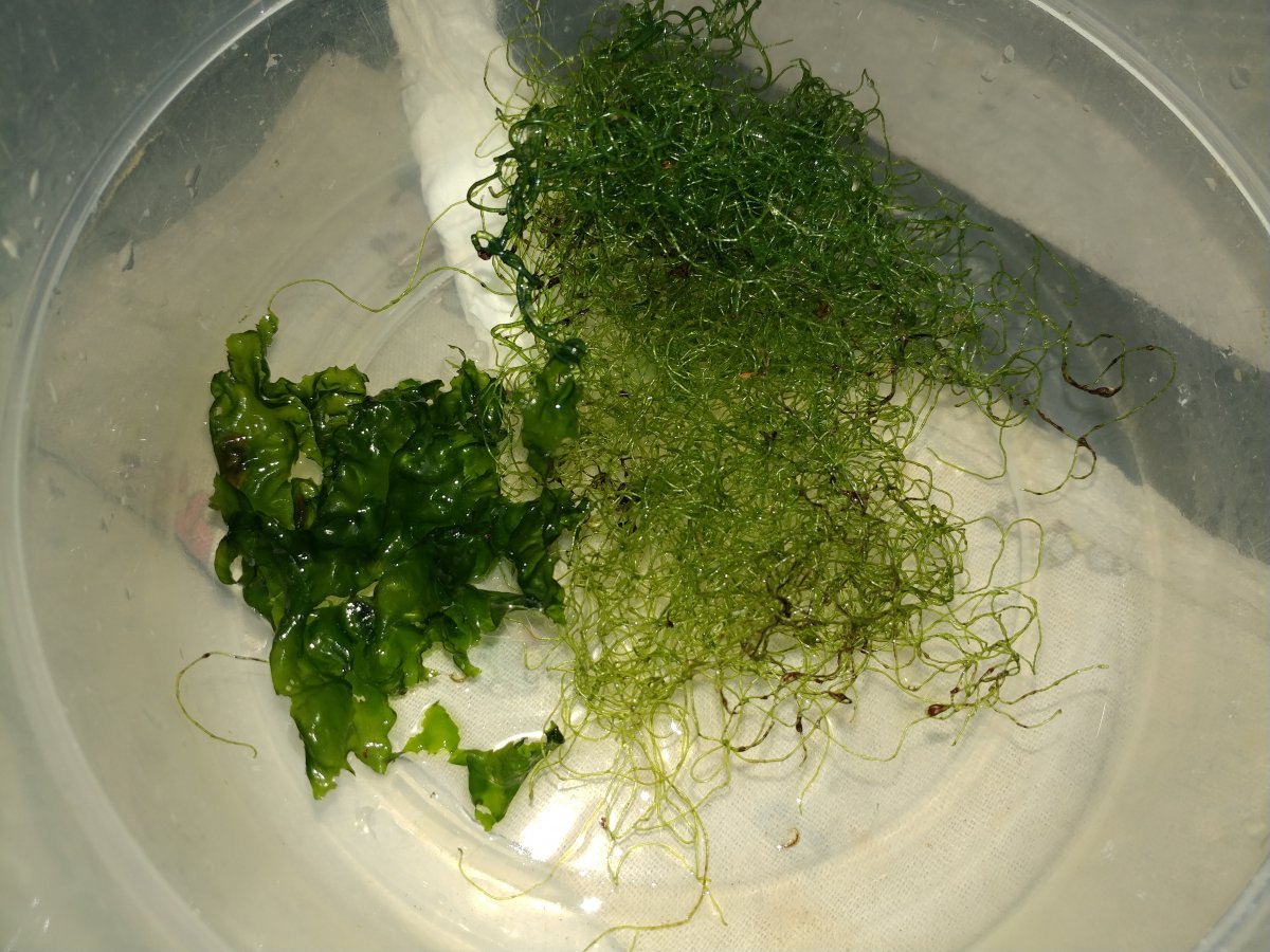 macroalgae001.jpg