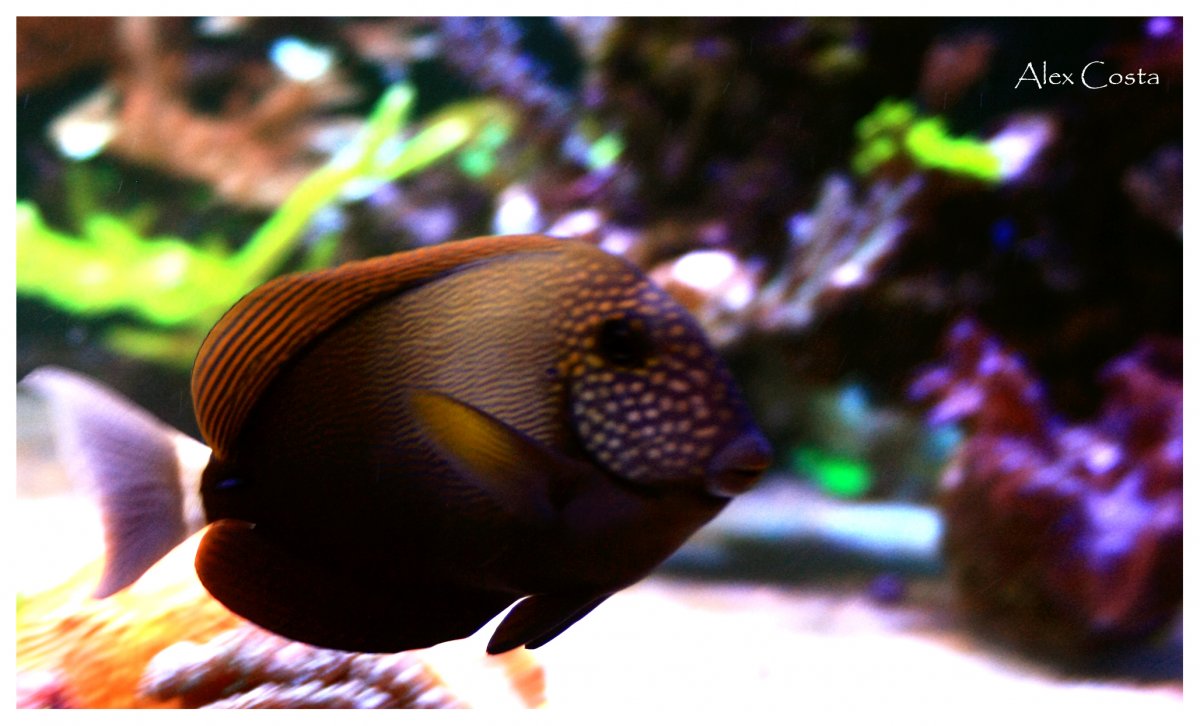 Maculiceps-1.jpg