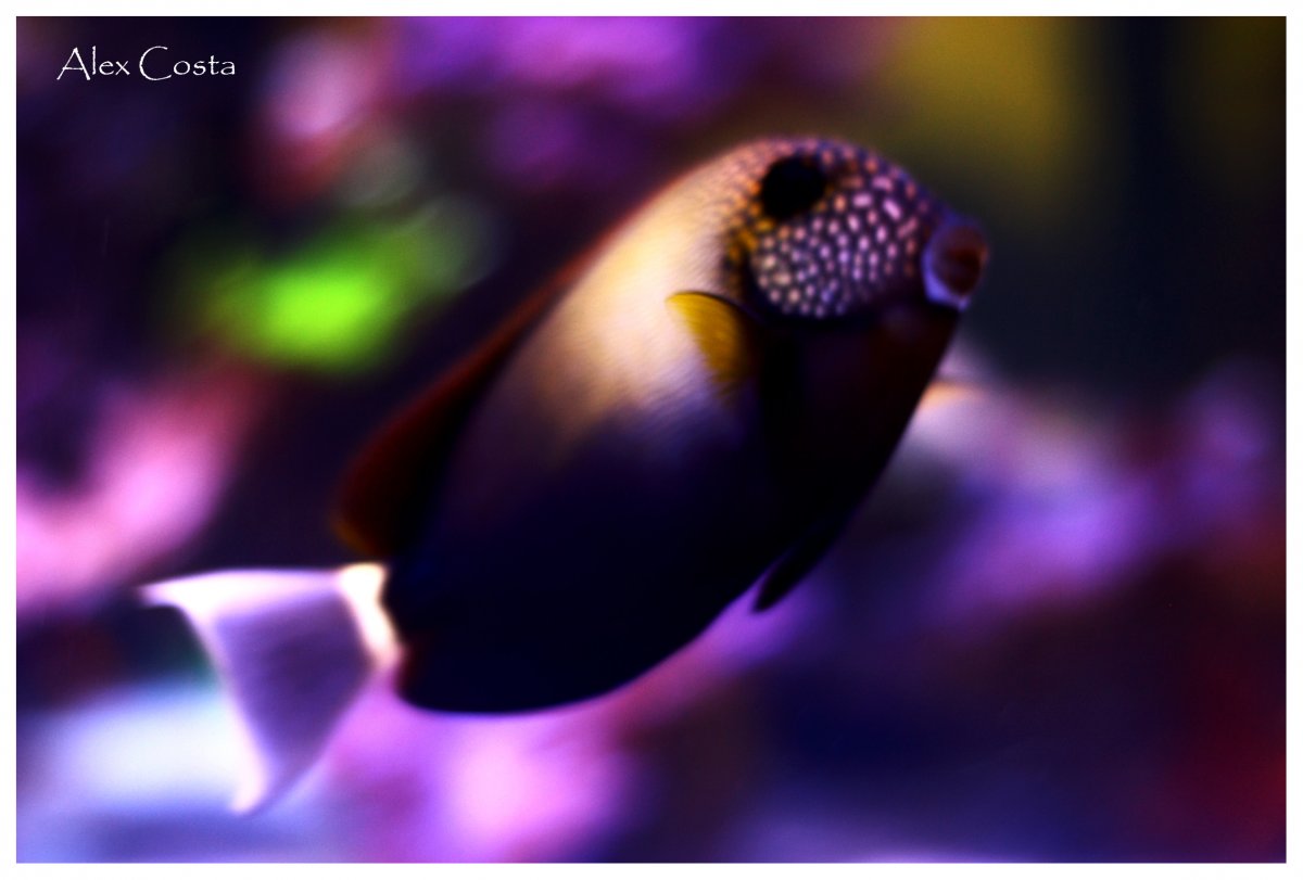 Maculiceps-2.jpg