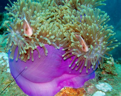 Magnificent-Sea-anemone.jpg