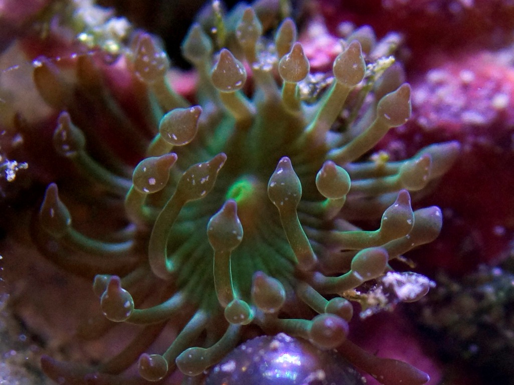 Majano-anemone-Green-2.jpg