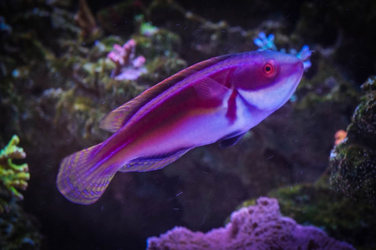 Male Labout's Fairy Wrasse.jpg