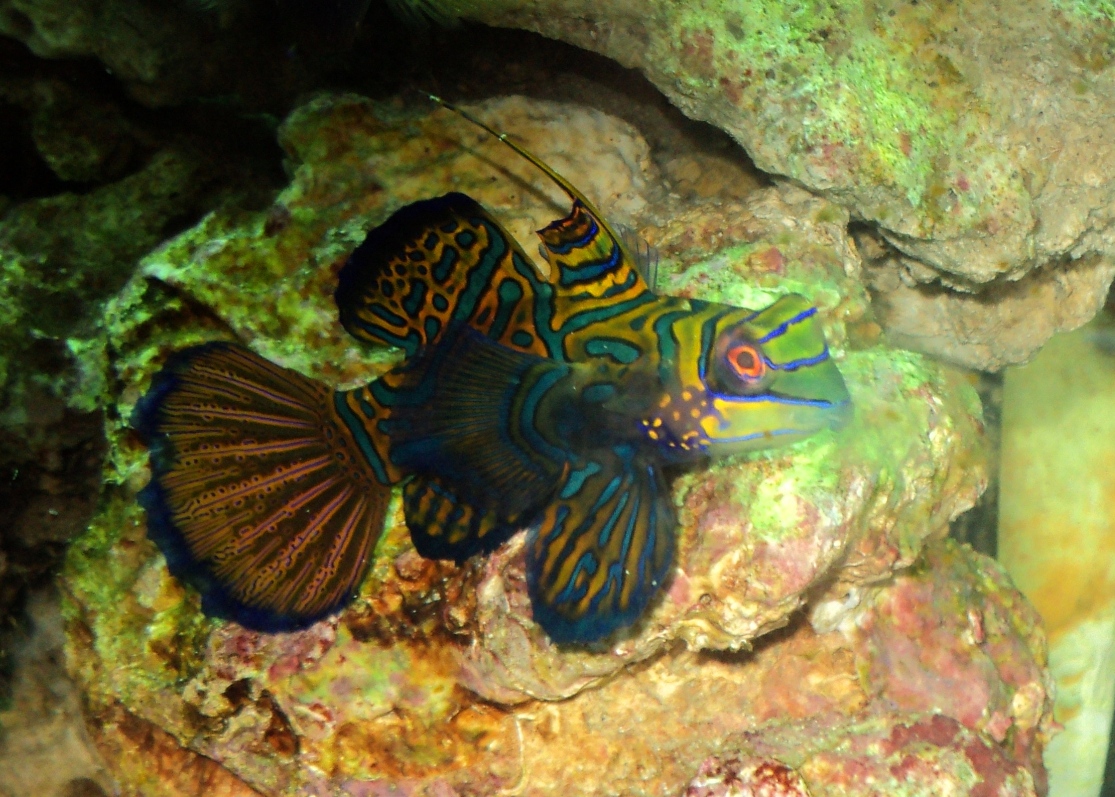 Mandarin 002S.jpg