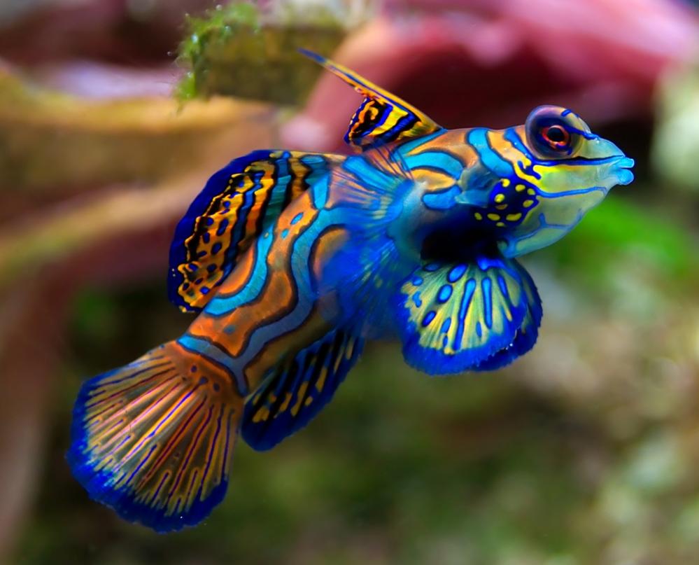 Mandarin Fish (1).jpg